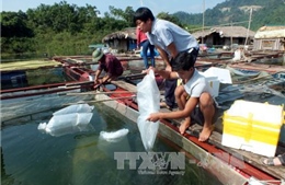 Phát triển thủy sản theo hướng sản xuất hàng hóa